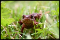 Closeup of some small creatures