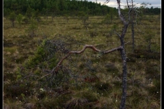 Lungsund