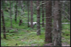 Skogshundar