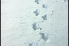 Vinterpromenad
