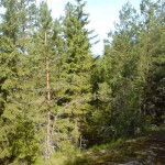 Utsikt från Stegelvikshöjden