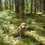 Tristan i skogen